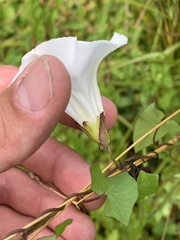 Calystegia sepium angulata
