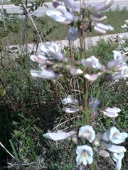 Penstemon laxiflorus