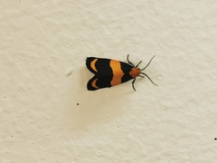 Eudesmia arida