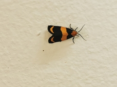 Eudesmia arida