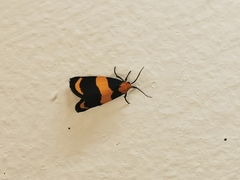 Eudesmia arida