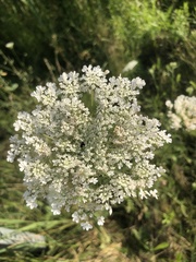 Daucus carota
