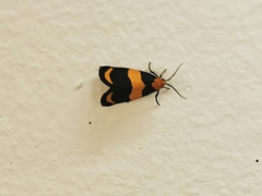 Eudesmia arida