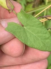 Calystegia sepium angulata