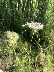 Daucus carota
