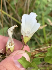 Calystegia sepium angulata