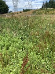 Calystegia sepium angulata