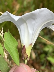 Calystegia sepium angulata