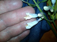 Penstemon laxiflorus