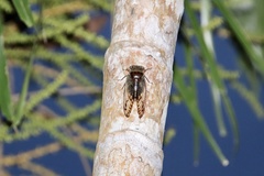 Fidicina mannifera