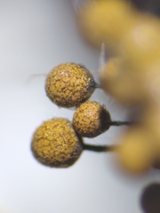Cribraria macrocarpa