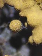 Cribraria macrocarpa