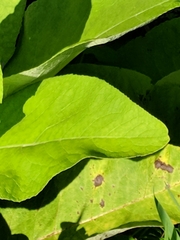 Erythemis simplicicollis