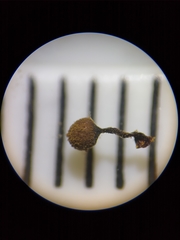 Cribraria macrocarpa
