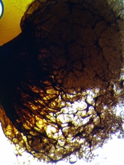 Cribraria macrocarpa