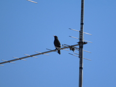 Turdus merula