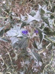 Salvia funerea