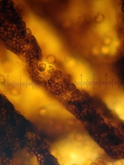 Cribraria macrocarpa