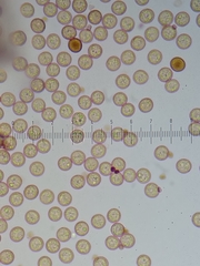 Cribraria macrocarpa