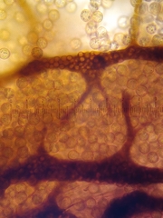 Cribraria macrocarpa