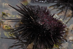 Heliocidaris crassispina