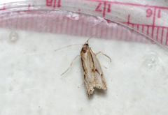 Crambus albellus