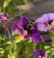 Bombus impatiens