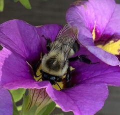 Bombus impatiens