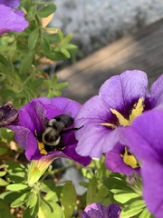 Bombus impatiens