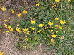 Lotus corniculatus corniculatus