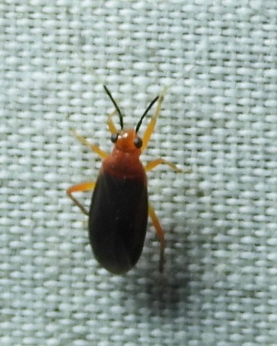 Neella eucosma
