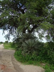 Trithrinax campestris