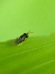 Aphelinidae