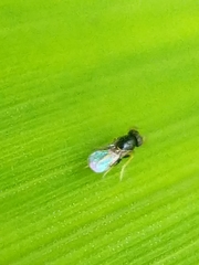 Aphelinidae