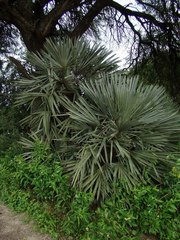 Trithrinax campestris