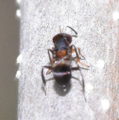 Encyrtus