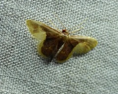 Lophosis labeculata
