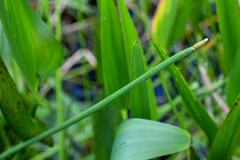 Eleocharis cellulosa