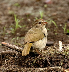 Olive Sparrow photo 6