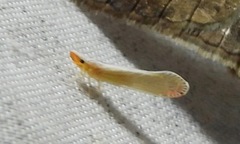 Shellenius