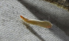 Shellenius