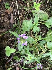 Prunella vulgaris