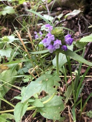Prunella vulgaris