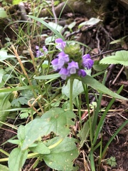 Prunella vulgaris