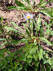 Erigeron glacialis glacialis