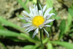 Erigeron glacialis glacialis
