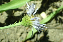 Erigeron glacialis glacialis