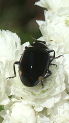 Hippodamia moesta moesta