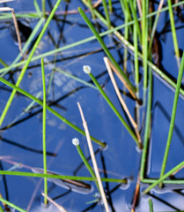 Eleocharis cellulosa