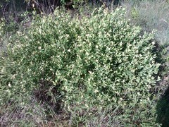 Baptisia nuttalliana